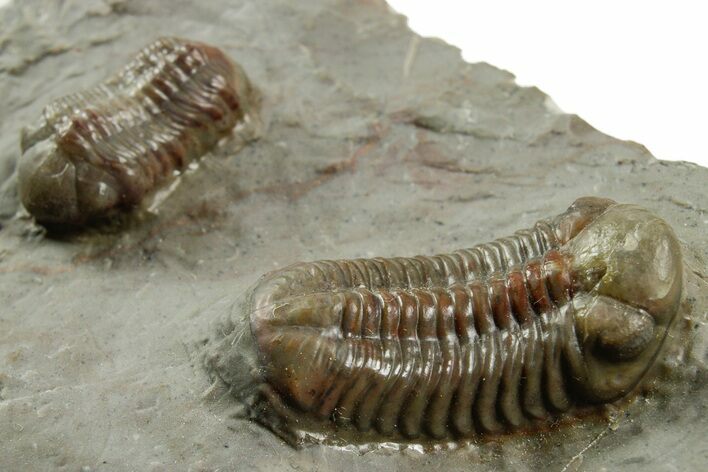 Two Colorful Austerops Trilobites - Jorf, Morocco #372419